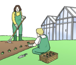 Leichte Sprache: Zwei Gärtner pflanzen Gemüse in ein Beet. Es ist eine Gärtnerei.